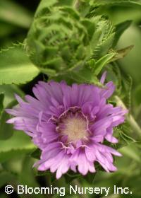 Stokesia laevis 'Omega Skyrocket'